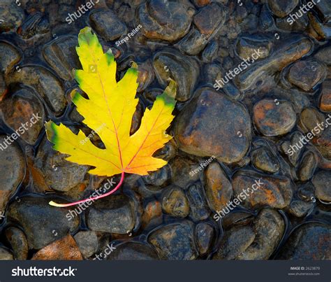Yellow Leaf In River Rock Stock Photo 2623879 Shutterstock