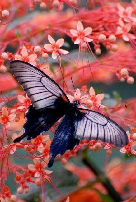 Lovable Images Butterflies Mobile Background Pictures Beautiful