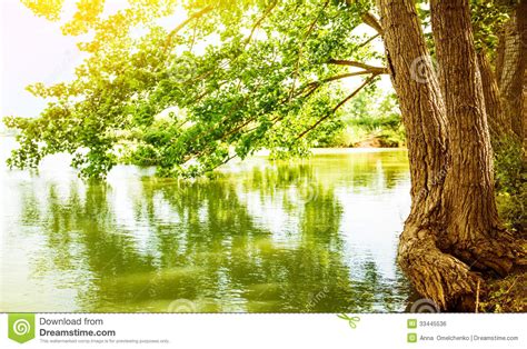 River Landscape Stock Photo Image Of Lake Flora