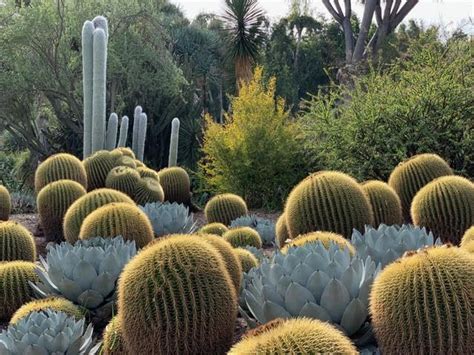 British cactus & succulent society: Huntingdon Desert Garden, Pasadena, California. Photo by ...