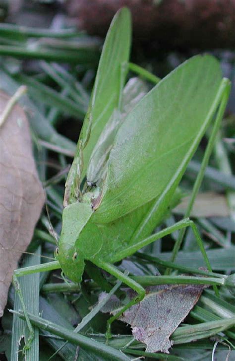 Katydid Grasshoppers Tettigoniidae 01 One Of Gods Little Folk