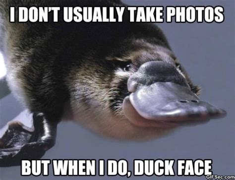 41 Hilarious Duck Memes S Images Pictures And Photos Picsmine