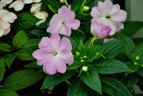 Impatiens seeds have long been a favorite for the shade garden. Impatiens : conseils de plantation et d'entretien | Truffaut