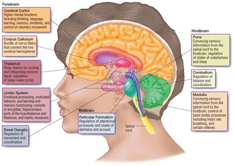 Major Structures Of The Human Brain Diagram Quizlet