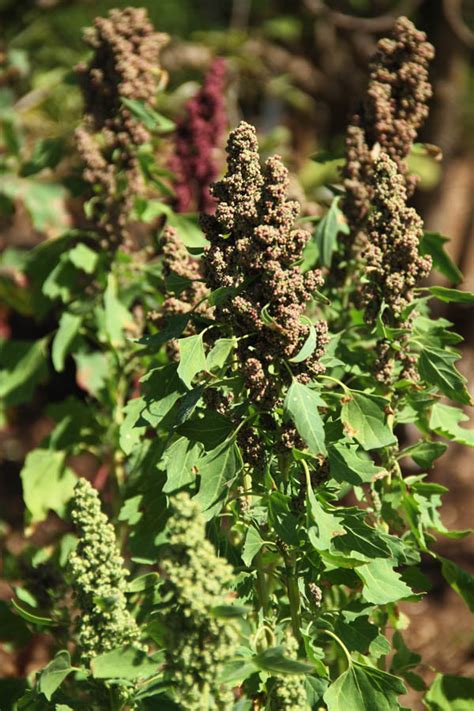 How to cook quinoa in a rice cooker or instant pot. Quinoa: Is It a Good Choice for Your Garden?