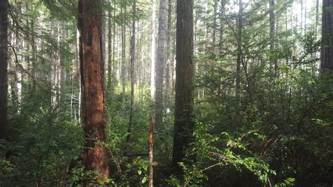 Skokomish Tribal Forest Certified Northwest Natural Resource Group