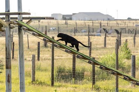 Weld County Wildlife Sanctuary Will Give New Home To Animals Rescued