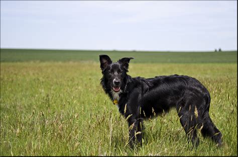 Photographing Dark Faced Dogs The Peoples Border Collie Gallery Bc