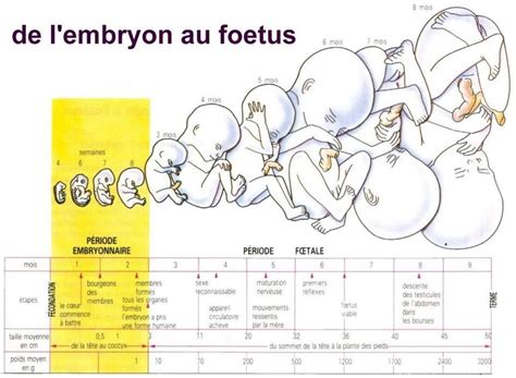 Assessment of five variables in the fetus that help to evaluate fetal risk: Evolution de bebe pendant la grossesse - Carabiens le Forum