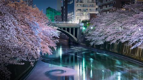 Wallpaper Trees City Bridge Power Lines Sakura Blossom Cherry