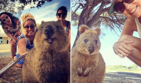Baby quokkas are the cutest animals in the world part 1 😍 best compilation. Quokka selfies are new tourist trend in Australia | Life ...