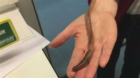 Justicefordave Britons Call For ‘inquest After Uks Biggest Worm ‘murdered By Scientists