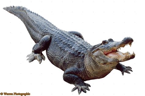 American Alligator Crocodile Animal Alligator