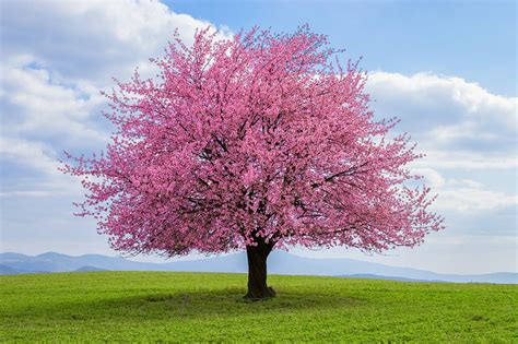Popular Flowering Cherry Trees Espoma