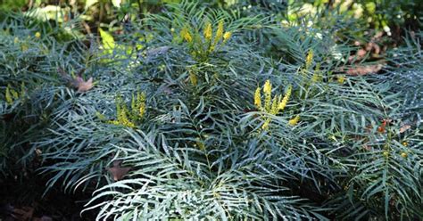Spotlight Plant ‘soft Caress Mahonia Southern Living Plants
