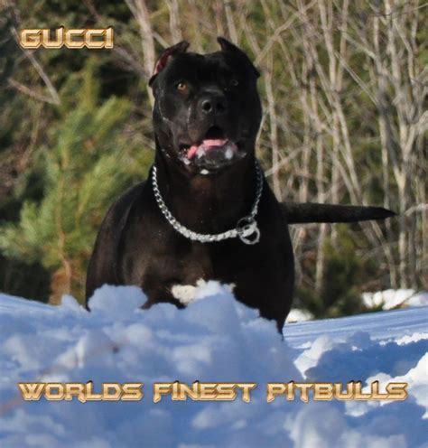 Their body color is generally pink, and it slowly transforms into the color of the breed. Gucci - Worlds Finest Pit Bulls