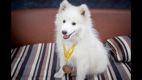 Kubo Japanese Spitz Puppy 2 Weeks Residential Dog