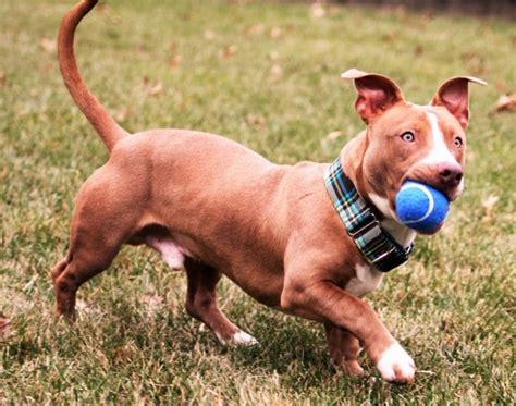 Pitbull Dachshund Mix A Quick Guide And Facts About Rami The Popular
