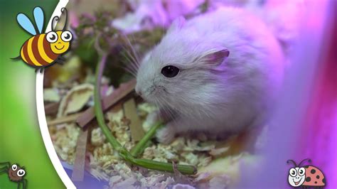 Funny White Hamster With Lady Bee Cute Animal Eats Leaves And