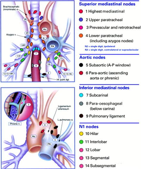 The Mediastinal Nodes Anatomy Of The Mediastinal Nodes Physiology