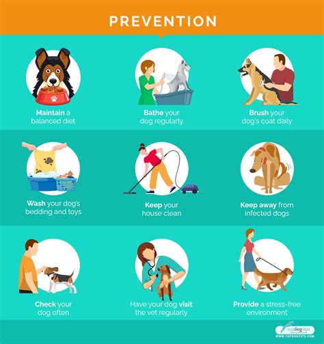 9 Common Dog Skin Problems With Pictures Prevention And Treatment