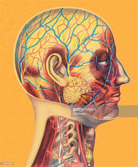 Human Head Anatomy High Res Vector Graphic Getty Images