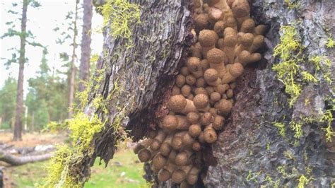Oregon Humongous Fungus Sets Record As Largest Single Living Organism