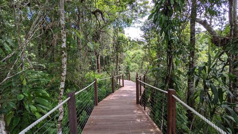Boardwalk Through The Rainforest In Cairns Australia Mostbeautiful