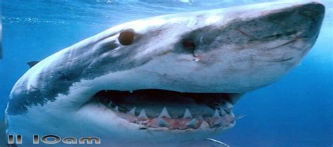 Dreadful Sharks Free Screensaver Download For Free Getwinpcsoft