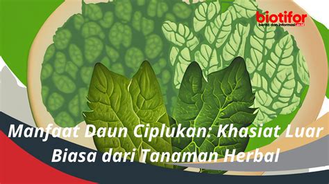 Manfaat Daun Ciplukan Khasiat Luar Biasa Dari Tanaman Herbal Biotifor