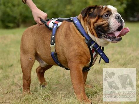Buy bulldog leather dog harnesses and get the best deals ✅ at the lowest prices ✅ on ebay! English Bulldog Harness with USA Flag - £116.50