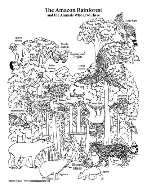 Amazon Rainforest Layers Coloring Page