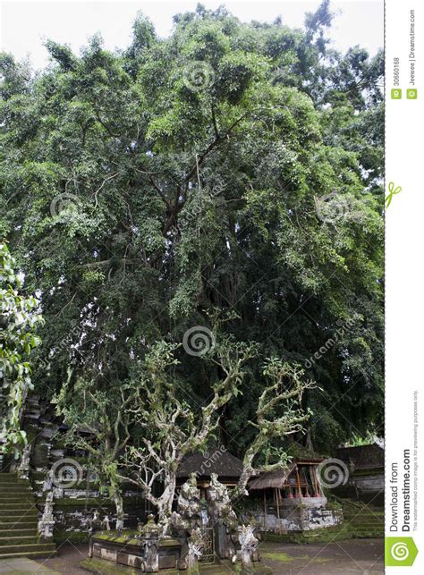 Huge Banyan Tree In The Pura Kehen Temple In Bali Indonesia Stock