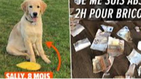 Una Cucciola Birichina La Cagnolina Sally Strappa 1100 Euro In Banconote