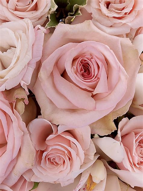 Variegated darker roses further accent the bouquet along with velvety purple blooms. Pale Pink Roses | Pink rose bouquet, Pink roses, Pale pink ...