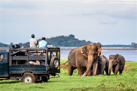 Wildlife Safaris In Sri Lanka Tales Of Ceylon