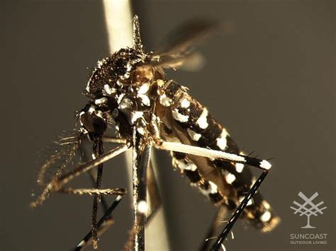 Tiger Mosquito In North Queensland Suncoast Outdoor Living