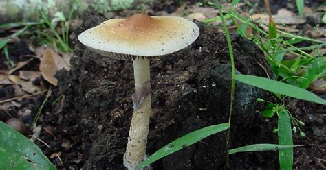 Magic Psilocybin Mushrooms Deserve New Legal Status Argue Scientists