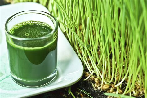 Difference Between Wheat And Wheatgrass Healthfully