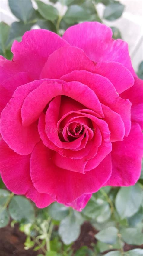 Fuchsia Pink Garden Rose Stock Image Image Of Rose 130568809