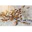 A Termite Infestation  Modesto Allpro Pest Services