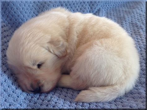 The owners of starfire golden retrievers are maria and paul franklin. Golden Retriever Breeders of Tennessee "Check here for ...