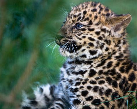 My mom told me to get a life Spot the Differences Between Leopards, Jaguars, and ...