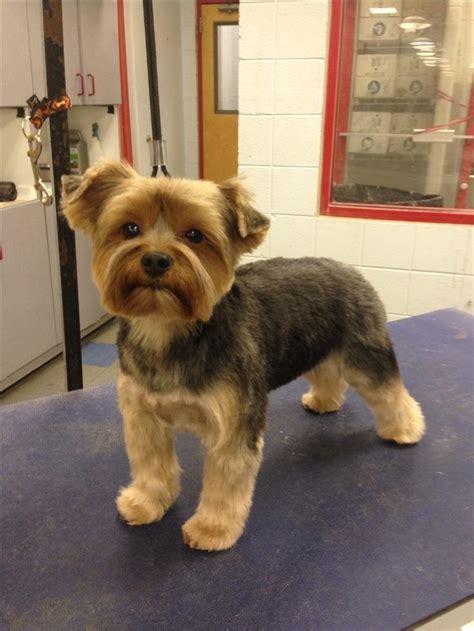 Yorkie Puppy Haircut Teddy Bears Yorkie Puppy Haircuts Yorkie Puppy