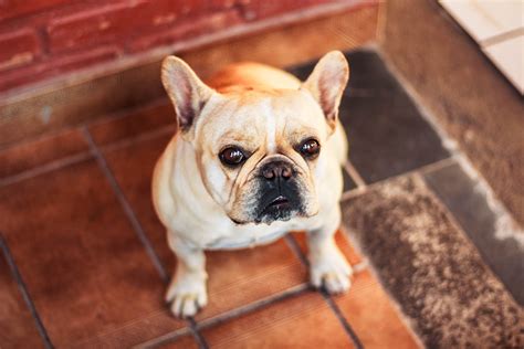 75 Best Bulldog Food For Allergies Photo Bleumoonproductions