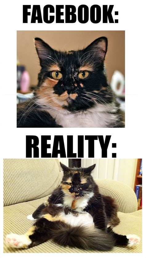 Facebook Profile Pic Vs Reality As Demonstrated By Powa The Cat Pics