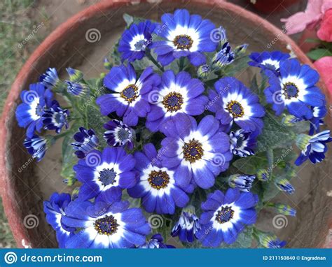 Purple And White Daisy Flower Type At Spring Stock Photo Image Of