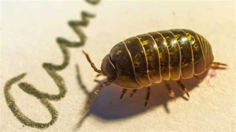 Holy Roly Poly How Do I Get Rid Of Those Pill Bugs Angies List