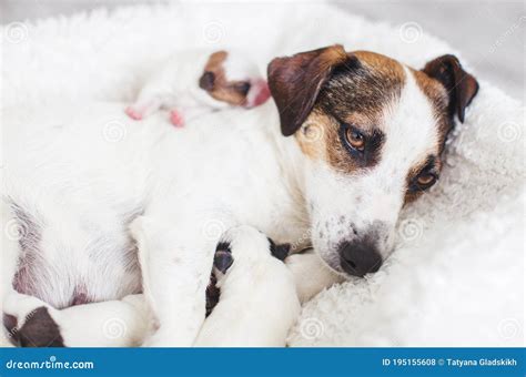 Newborn Puppy With Mother Dog Stock Photo Image Of Care Domestic
