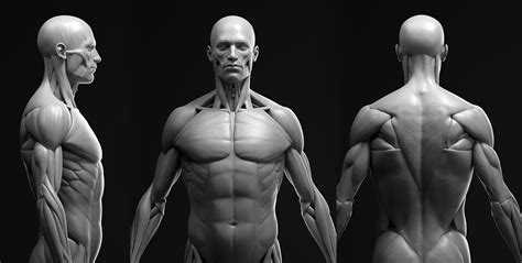 Anatomy Male Ecorche Blender RENDER Scene 3D Model CGTrader